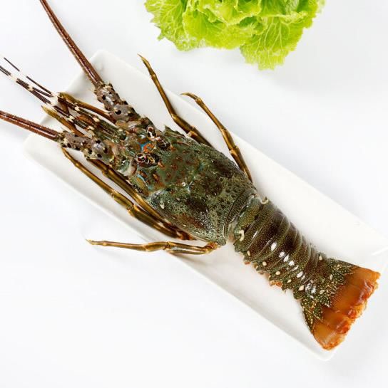 清蒸5吋龍蝦 Steam 5 inch lobster